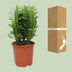 Euphorbia Trigona - Afrikanischer Milchbaum, Ø12cm Topf, 40cm Höhe Bild 4