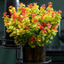 Leucothoe Curly Gold – Evergreen Shrub, 2 Plants, 17cm Pot Bild 6