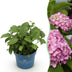 Garden Hydrangea Endless Summer The Original Pink, 14cm Pot Bild 1