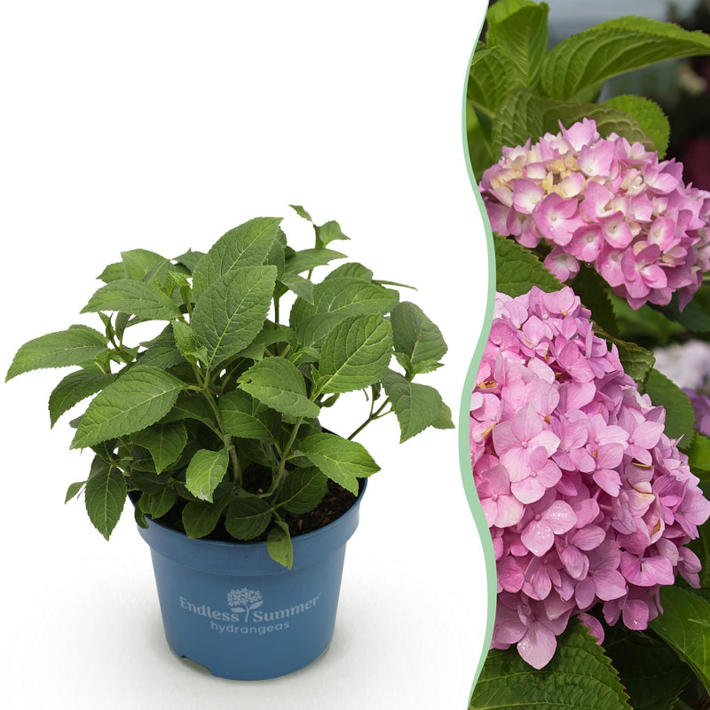 Garden Hydrangea Endless Summer The Original Pink, 14cm Pot