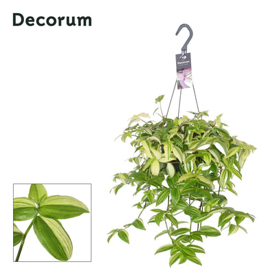 Tradescantia Yellow Hill, Grünpflanze, Ø17cm, ↕40cm