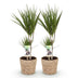 Green boutiQ - Zimmerpflanzen - Dracaena Marginata - Drachenbaum - Pflegeleicht - mit Korb - Grün - 2 Pflanzen - Topf 17cm - Höhe 70-80cm Bild 2