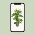 Monstera Minima Zimmerpflanze – 80cm Höhe, Ø19cm Topf Bild 5