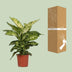 Dieffenbachia Mars: Exotische & pflegeleichte Zimmerpflanze (17cm Topf) Bild 4
