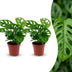Green boutiQ - Monstera Adansonii - Monstera Adansonii - 2 Pflanzen - Topf 12cm - Höhe - 25cm Bild 1