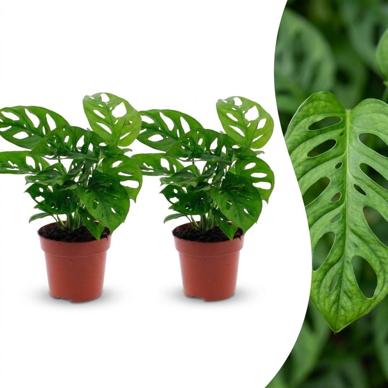 Green boutiQ - Monstera Adansonii - Monstera Adansonii - 2 Pflanzen - Topf 12cm - Höhe - 25cm