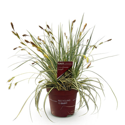 Carex oshimensis Evergold: Immergrünes Ziergras im 17cm Topf