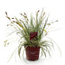 Carex oshimensis Evergold: Immergrünes Ziergras im 17cm Topf Bild 2
