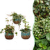3x Baby Peperomia Mix: Grün, Rot & Tropisch im 6cm Topf Bild 1