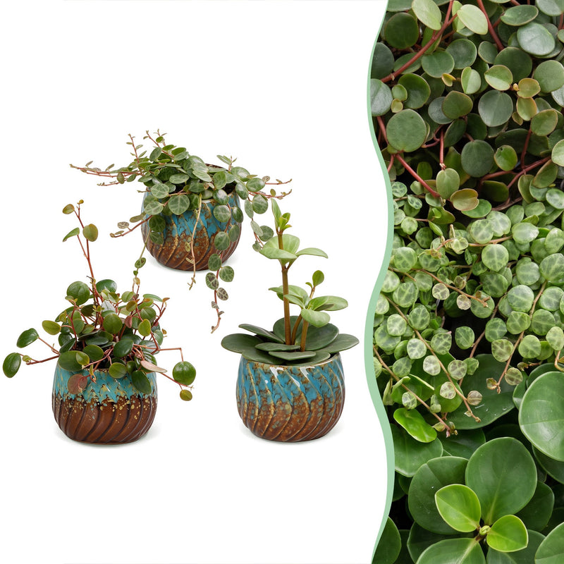 3x Baby Peperomia Mix: Grün, Rot & Tropisch im 6cm Topf