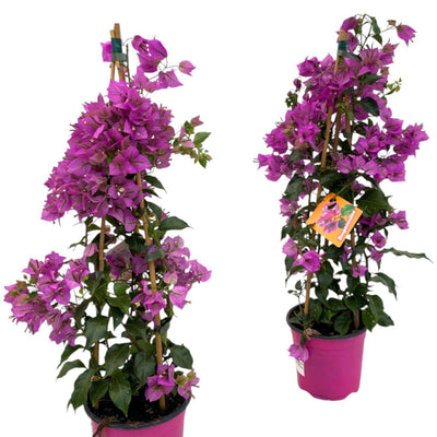 Bougainvillea Sanderiana Pyramide - 70cm - Ø17cm