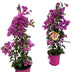 Bougainvillea Sanderiana Pyramide - 70cm - Ø17cm Bild 2