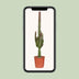 Euphorbia Trigona Rubra (Ø17cm, ↕70cm) - Exotische Schönheit in Rot Bild 5