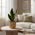 Sansevieria Futura Superba im gelben ELHO Vibes Fold Topf (14cm) Bild 3