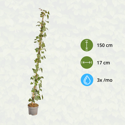 Hedera Hibernica Efeu, gestäbt, 125-150 cm Höhe
