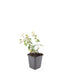 24x Hypericum dummeri 'Peter Dummer' - ↕10-25cm - Ø9cm Bild 2