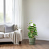 Epipremnum Pinnatum Moss Pole 60cm - Ø15cm - Great Houseplant Bild 3
