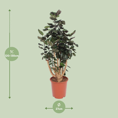 Polyscias Fabian (Fingerspeiche) - 130cm - Ø27cm Topf