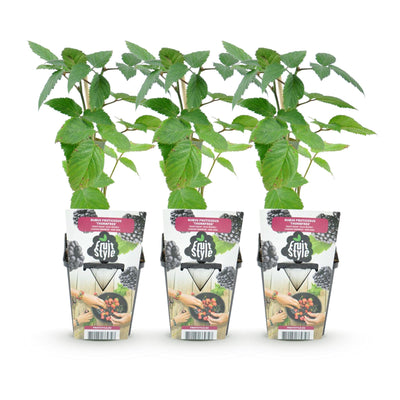 Dornenlose Brombeere 'Thornfree' - 3 Pflanzen für Garten & Balkon