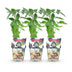 Dornenlose Brombeere 'Thornfree' - 3 Pflanzen für Garten & Balkon Bild 2