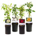 GreenboutiQ Kletterrose 'Rosa Rainbow' - 4 Pflanzen im Topf Bild 3
