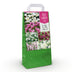 GreenboutiQ - Flower Bulbs - Bulb Garden Pink Mix - Bulbs Hardy Perennial - Various Species - Color Pink - 125 Pieces - Gift Packaging Bild 1