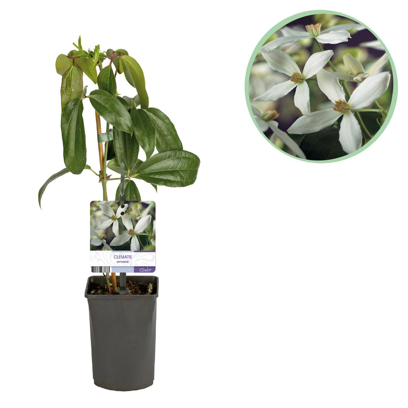 Clematis armandii 'White' Climbing Plant - Evergreen, Fragrant, Easy Care