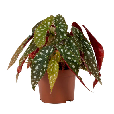 Begonia Blad Maculata 'Wightii' - Silberfleck, Ø12cm Topf, ca. 20cm hoch