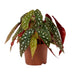 Begonia Blad Maculata 'Wightii' - Silberfleck, Ø12cm Topf, ca. 20cm hoch Bild 1