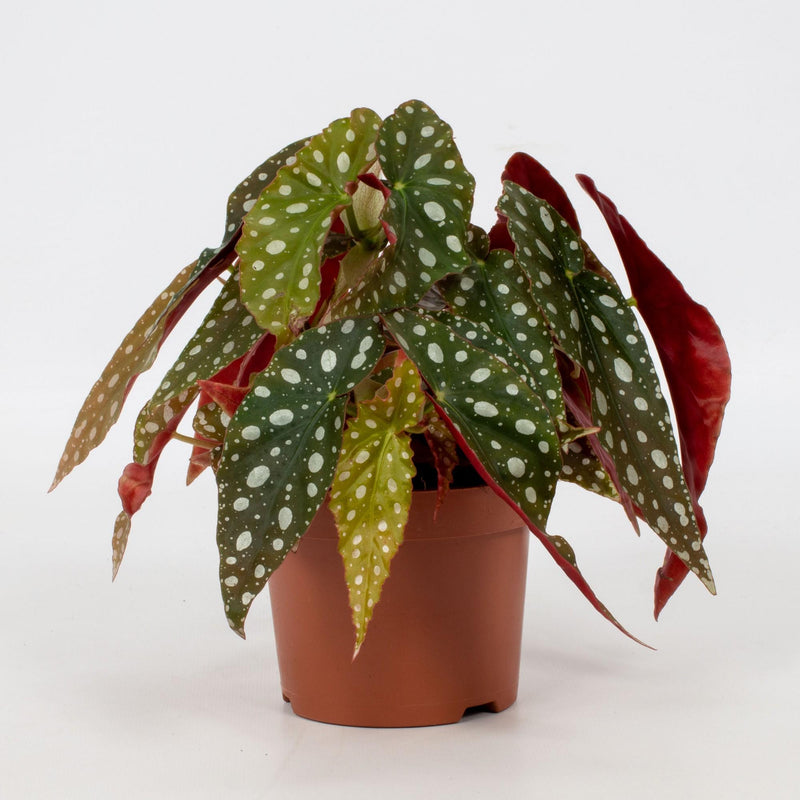 Begonia Blad Maculata 'Wightii' - Silberfleck, Ø12cm Topf, ca. 20cm hoch