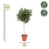 Schefflera Arboricola Compacta Baum - 190 cm - Ø45 Bild 2