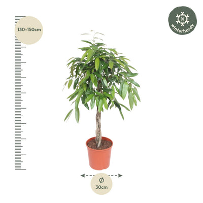 Ficus Amstel King geflochten, 140 cm – Elegante Zimmerpflanze