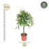 Ficus Amstel King geflochten, 140 cm – Elegante Zimmerpflanze Bild 2
