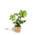 Monstera Deliciosa mit Körbchen Selin, 80cm, Ø21cm Bild 1