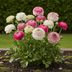 Ranunculus Pastel Mix Blumenzwiebeln - 40 Stk. - Hardy Perennial Bild 3