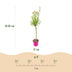 2x - Salix Flamingo - Ø17cm - ↕70-80cm Bild 3