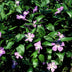 12x Vinca major (Großes Immergrün) - 10-25cm Höhe Bild 6