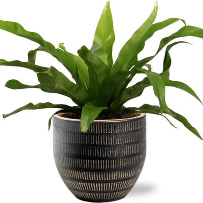 Asplenium Antiquum - Ø12cm - ↕25cm +  Beau Pot D14x13cm - Schwarz