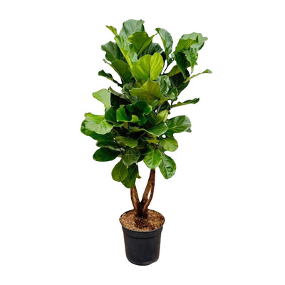 Ficus Lyrata XL Geigenfeige 200cm mit Ø32cm Topf