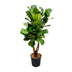 Ficus Lyrata XL Geigenfeige 200cm mit Ø32cm Topf Bild 1