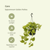 Epipremnum Golden Pothos (Scindapsus) - Set of 2, Ø15cm, ↕25cm Bild 3