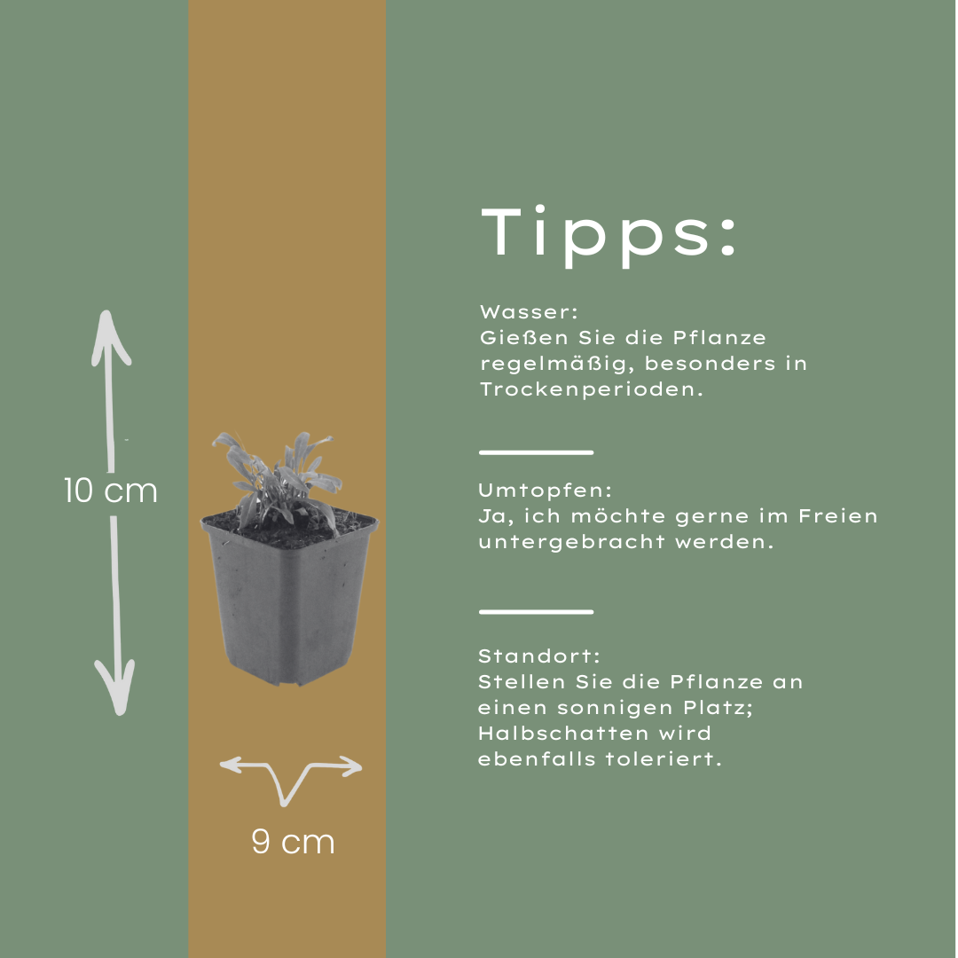 12x Gaura 'Siskiyou Pink' - 10-25cm hoch, 9cm Topf