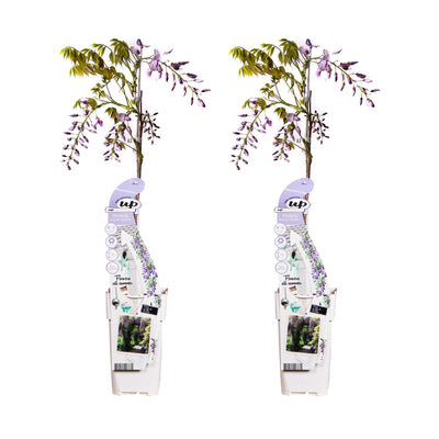 2x Blauregen 'Caroline' – Wisteria sinensis – 65cm hoch – Ø15cm Topf