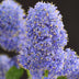 GreenboutiQ Ceanothus thyrsiflorus Repens Stamm-Pflanze, Lila Blüte Bild 5