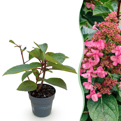 Gartenhortensie 'Living Infinity' – Winterhart, Weiß, 12cm Topf