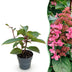 Gartenhortensie 'Living Infinity' – Winterhart, Weiß, 12cm Topf Bild 1