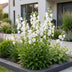 Green boutiQ - Perennial - Campanula pers. Alba - Peach Leaf Bellflower - Bee and Butterfly Attractor - White - 6 Plants - Pot 11cm - Height 15-25cm Bild 6