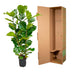 Ficus Lyrata Strauch - 160 cm - Geigenfeige, Ø27 Bild 4