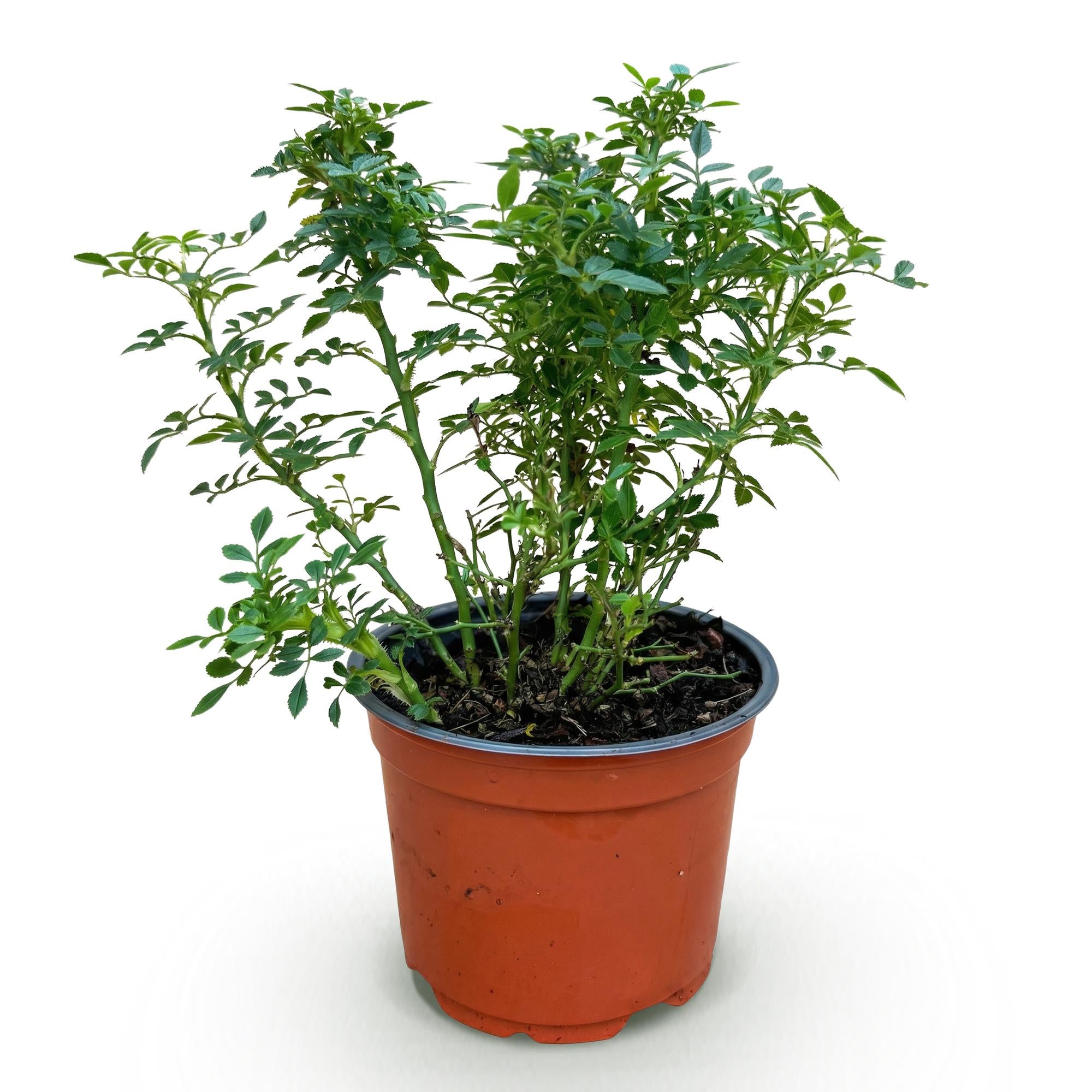 Green boutiQ - Gartenrose - Rosa Cutie Pie - Rose - Winterhart - Rosa - 1 Pflanze - Topf 12cm - Höhe 20-25cm