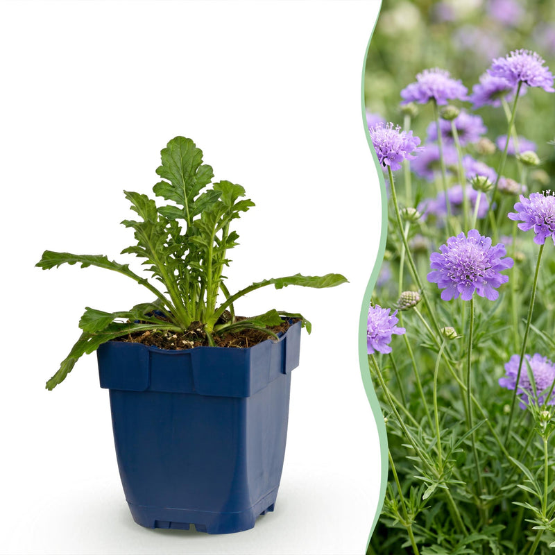 Green boutiQ - Staude - Scabiosa col. Butterfly Blue - Taubenkraut - Bienen und Schmetterlingsmagneten - Lila - 1 Pflanze - Topf 11cm - Höhe 15-25cm